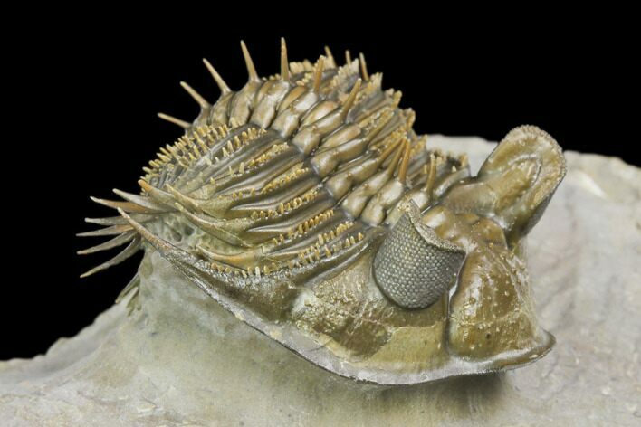 Tower Eyed Erbenochile Trilobite - Stunning! #125141